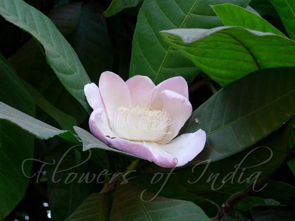 Majestic Heaven Lotus